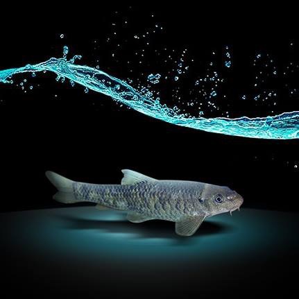Le Garra Rufa :: Fishspaformations